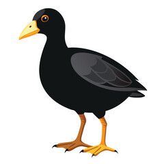 unique Coot bird isolated on white background