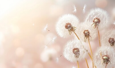 Obraz premium Dandelion fluff background for aesthetic minimalism style background. Neutral and pastel color wallpaper with elegant and light flying fluffs. Fragile, lightweight and beautiful nature