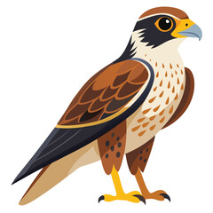unique Falcon bird isolated on white background