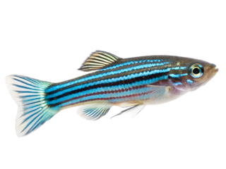 Vibrant Striped Zebrafish Swimming, Isolated on Transparent Background