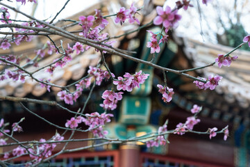 Sakura blossoms against the backdrop of the Chinese national building
