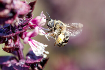 A bee is flying over a purple flower