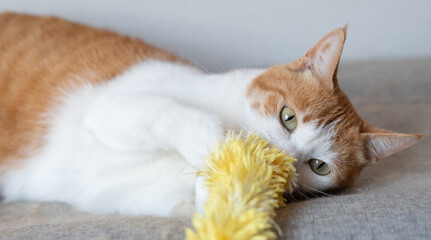 おもちゃで遊ぶ猫　茶トラ白	