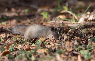 可愛いニホンリス	
