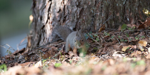 可愛いニホンリス	