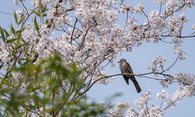 満開の桜と可愛い野鳥