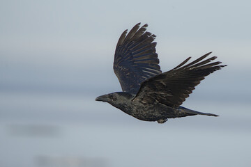 A Common Raven (Corvus corax) flies along an Alaskan beach during the winter time.