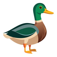 unique Mallard bird isolated on white background