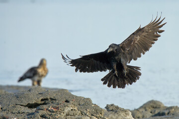A Common Raven (Corvus corax) flies along an Alaskan beach during the winter time.