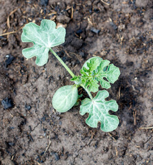 A small plant with leaves is growing in the dirt