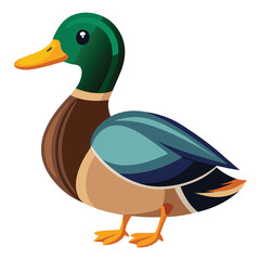 unique Mallard bird isolated on white background