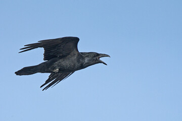 A Common Raven (Corvus corax) flies along an Alaskan beach during the winter time.