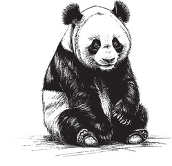 panda vector cartoon © sowaibur