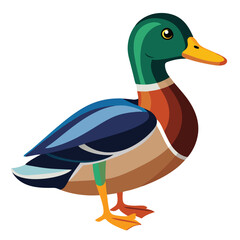 unique Mallard bird isolated on white background