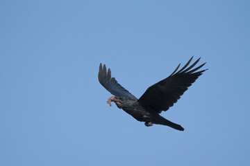 A Common Raven (Corvus corax) flies along an Alaskan beach carrying food during the winter time.