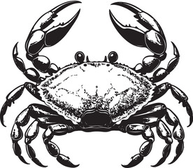 crab on white background hand draw