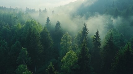 Fototapeta premium Misty mountain forest sunrise, aerial view