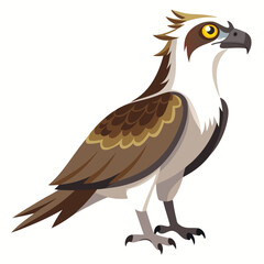 unique Ospreys bird isolated on white background