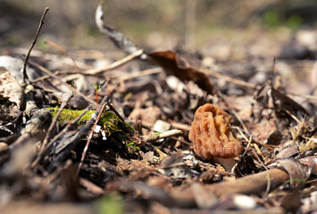Wild Morel Mushroom (Morchella esculenta) Growing in Spring Forest Litter