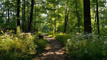 Obraz premium Sunlit Forest Path: A Serene Woodland Trail Scene