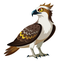 unique Ospreys bird isolated on white background
