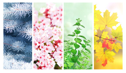 Set of vertical nature banners. Four season of year. Each one features scene of nature, from the gentle snowfall of winter to the vibrant leaves of summer. Perfect for showcasing the changing seasons