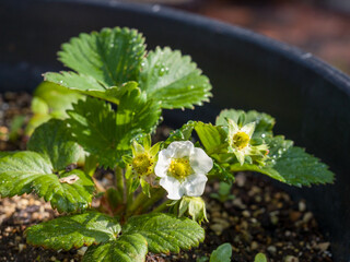 Strawberry plants in pot. Home garden.