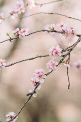 Obraz premium A serene close-up of delicate pink and white cherry blossoms blooming on a branch, captured in soft, natural light. The background is beautifully blurred with a bokeh effect