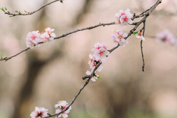 A serene close-up of delicate pink and white cherry blossoms blooming on a branch, captured in soft, natural light. The background is beautifully blurred with a bokeh effect