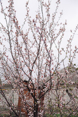 A tree in full bloom with delicate white blossoms, captured in a serene outdoor setting. The soft, misty background and natural light highlight the beauty of spring