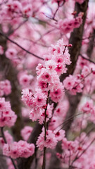pink cherry blossoms