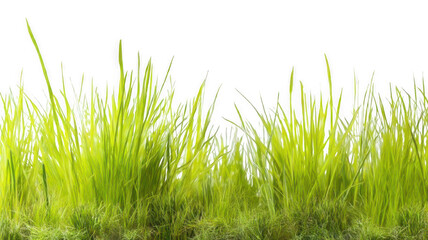 Fototapeta premium Vibrant Green Spring Grass with New Growth Transparent Background