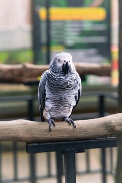 Timneh African Gray Parrot standing on a human hand.