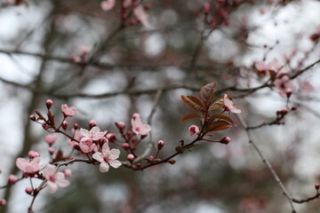 
blooming tree branch. Pink tree blossom