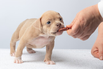 Adorable light brown puppy taking treat from hand on white background. Cute light brown puppy being fed a treat by hand on white background, concept of pet care and training