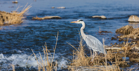 A grey heron spotted in an urban stream. Ardea cinerea