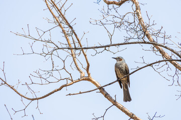A brown-eared bulbul perched on a branch. Hypsipetes amaurotis