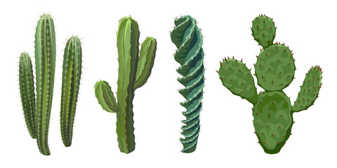 A set of Cactus flowers isolated on white background. Desert and tropical thorny houseplants. 
