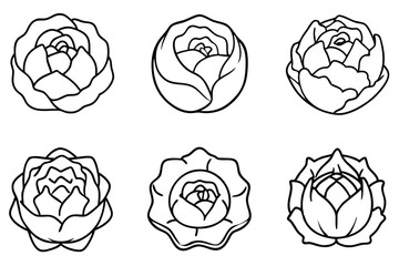 Cabbage line art great choice for vegetable lovers