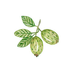 Watercolor illustration of a feijoa plant, isolated on a white background. For textiles, fabrics, covers, wallpaper, prints, gift wrapping and scrapbooking.