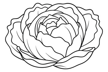 Cabbage line art ideal print for wall frame