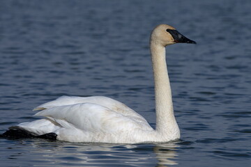 Fototapeta premium A Trumpeter Swan swims on an Alaskan pond during spring migration