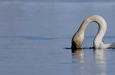 A Trumpeter Swan swims on an Alaskan pond during spring migration