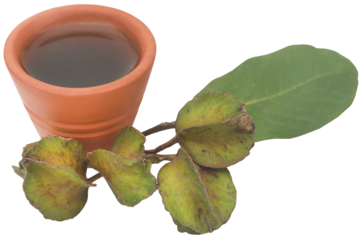 Ayurvedic arjun fruit with extract