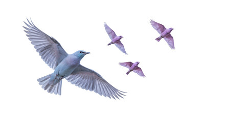 Isolated Birds Flying