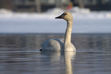 A Trumpeter Swan swims on an Alaskan pond during spring migration