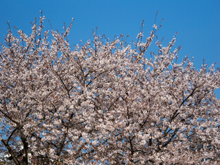 青空と桜の花