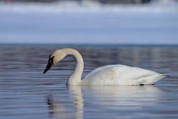 A Trumpeter Swan swims on an Alaskan pond during spring migration