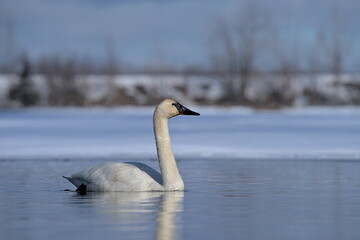 A Trumpeter Swan swims on an Alaskan pond during spring migration