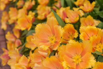Close-up photo of an orange tulip (Tulip Lambada) blooming in spring